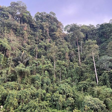 Ridho'S Homestay & Jungle Trekking ブキットラワン エクステリア 写真