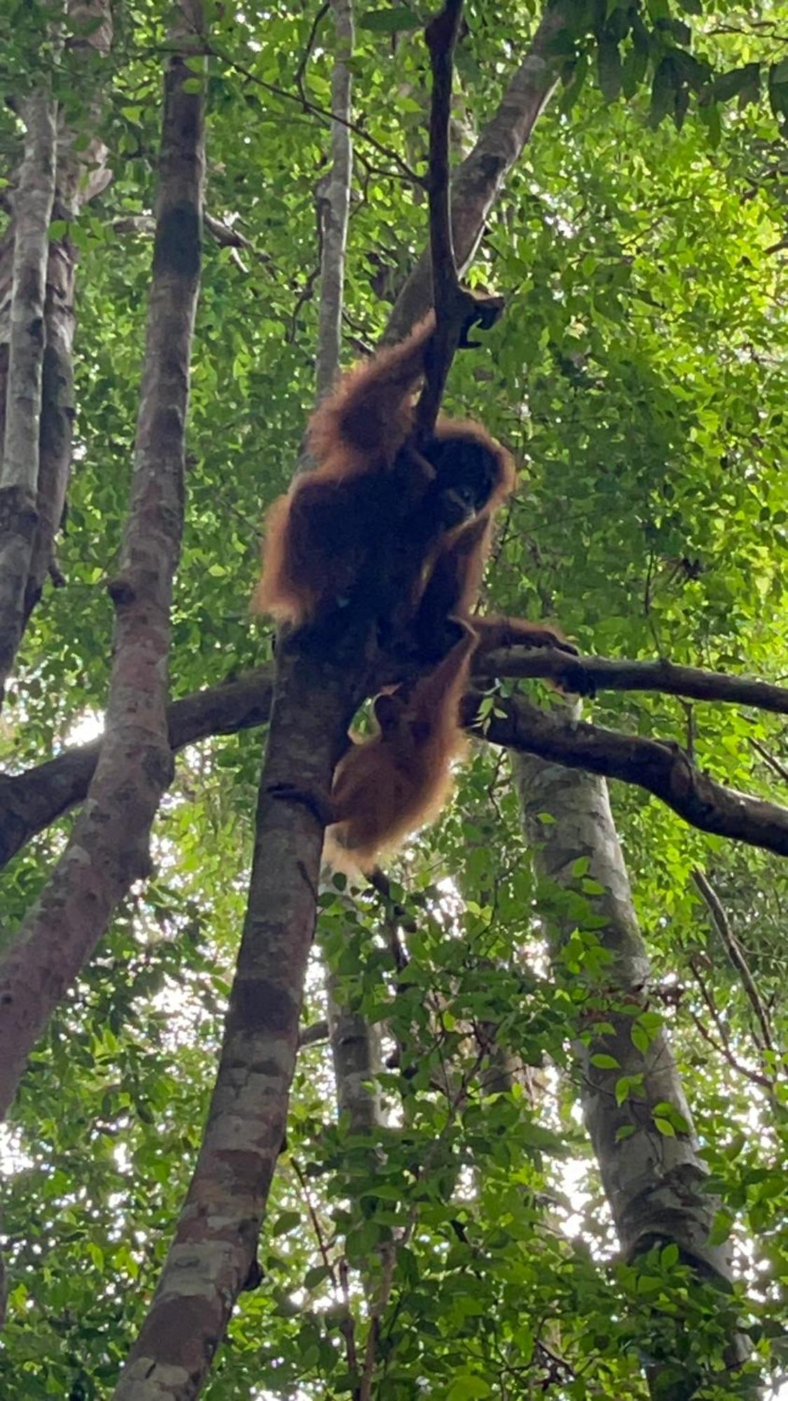 Ridho'S Homestay & Jungle Trekking ブキットラワン エクステリア 写真
